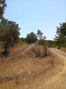 Mudanya Mirzaoba Da Satılık Zeytin Tarlası 9