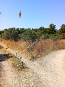 Mudanya Mirzaoba Da Satılık Zeytin Tarlası 20