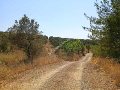 Mudanya Mirzaoba Da Satılık Zeytin Tarlası 10