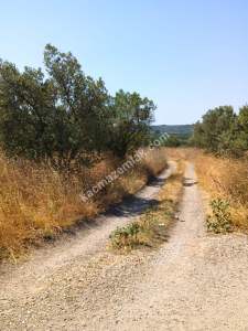Mudanya Mirzaoba Da Satılık Zeytin Tarlası 18