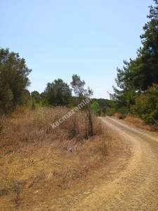 Mudanya Mirzaoba Da Satılık Zeytin Tarlası 8