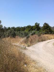 Mudanya Mirzaoba Da Satılık Zeytin Tarlası 23