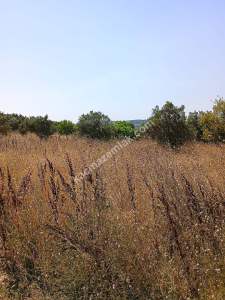 Mudanya Mirzaoba Da Satılık Zeytin Tarlası 4