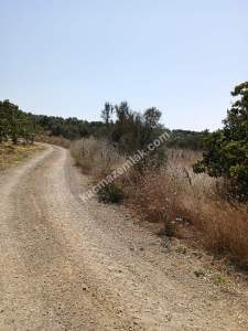 Mudanya Mirzaoba Da Satılık Zeytin Tarlası 3