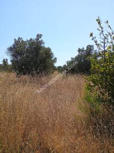 Mudanya Mirzaoba Da Satılık Zeytin Tarlası 5