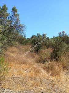 Mudanya Mirzaoba Da Satılık Zeytin Tarlası 11