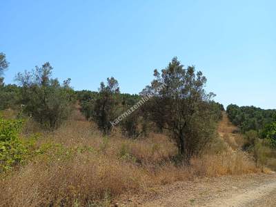 Mudanya Mirzaoba Da Satılık Zeytin Tarlası 12
