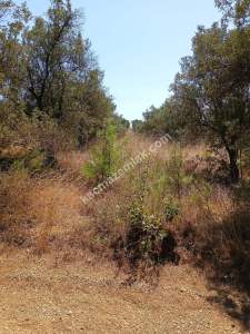 Mudanya Mirzaoba Da Satılık Zeytin Tarlası 7