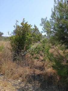 Mudanya Mirzaoba Da Satılık Zeytin Tarlası 6