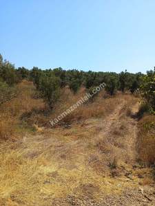 Mudanya Mirzaoba Da Satılık Zeytin Tarlası 14