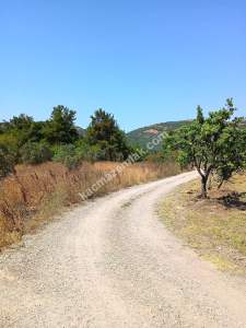 Mudanya Mirzaoba Da Satılık Zeytin Tarlası 21