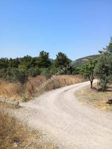 Mudanya Mirzaoba Da Satılık Zeytin Tarlası 22