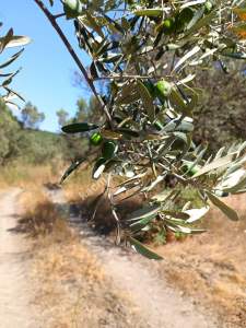 Mudanya Mirzaobada Satılık Hobi Bahçesi 2