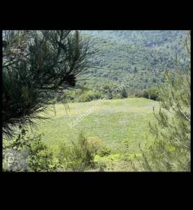 Bursa Nilüfer Çalıda Satılık Tarla 3