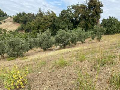 Osmangazi Çağlayan Mah Satılık 1340 M2 Bahçe Tarla 1