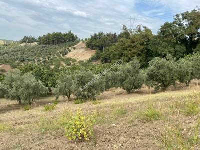 Osmangazi Çağlayan Mah Satılık 1340 M2 Bahçe Tarla 4