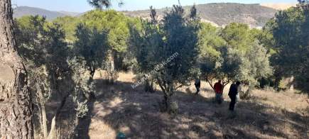 Demirtaş Mah.ismetiye Köy Tarla Satılık 4