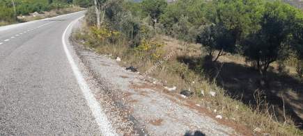 Demirtaş Mah.ismetiye Köy Tarla Satılık 7