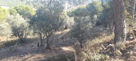 Demirtaş Mah.ismetiye Köy Tarla Satılık 5