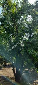 Demirtaş Mah.ismetiye Köy Tarla Satılık 15