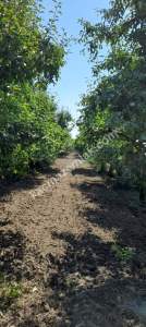 Demirtaş Mah.ismetiye Köy Tarla Satılık 14