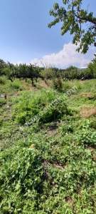 Demirtaş Mah.ismetiye Köy Tarla Satılık 6