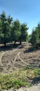 Demirtaş Mah.ismetiye Köy Tarla Satılık 13