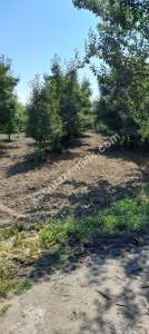 Demirtaş Mah.ismetiye Köy Tarla Satılık 12