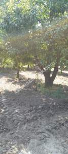 Demirtaş Mah.ismetiye Köy Tarla Satılık 19