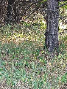 Osmangazi Gökçeörende Satılık Arsa 27