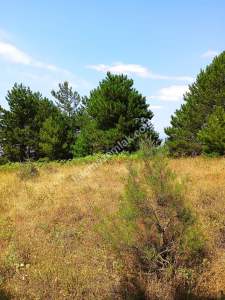 Osmangazi Gökçeörende Satılık Arsa 30