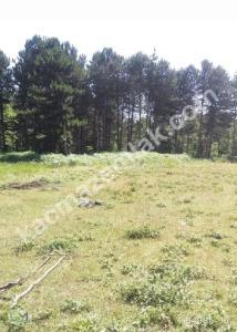 Osmangazi Tuzaklı Mh Satılık Orman İçinde Tarla 4