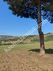 İznik Yenişehir De Satılık Arsa 11