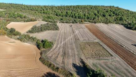 Bursa Yenişehir Alaylı Köyü'nde 7500 M² Tarla 14
