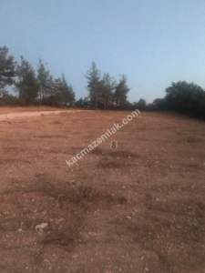 Satılık Bursa Yenişehir Günece 1000 M2 Tarla 8