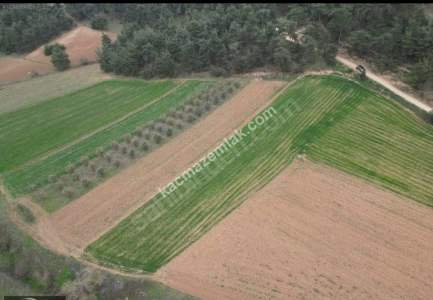 Bursa Yenişehir Kozdere Satılık 2 Adet Bitişik Tarla 2