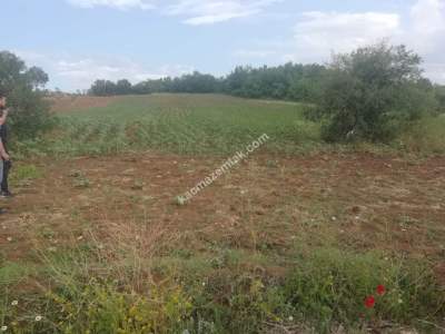 Yenişehir Mahmudiye Mah Satılık Tarla Ceviz Bahçesi 3