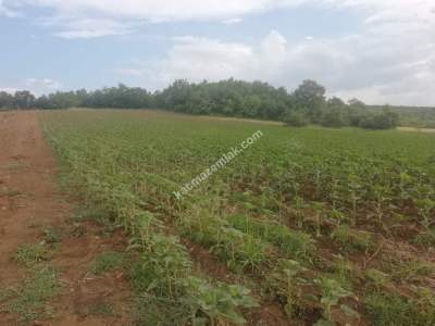 Yenişehir Mahmudiye Mah Satılık Tarla Ceviz Bahçesi
