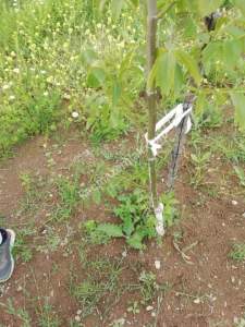 Yenişehir Mahmudiye Mah Satılık Tarla Ceviz Bahçesi 5