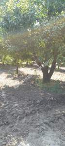 Bursa İli Yenişehir Selimiye Köy Satılık Tarla 2