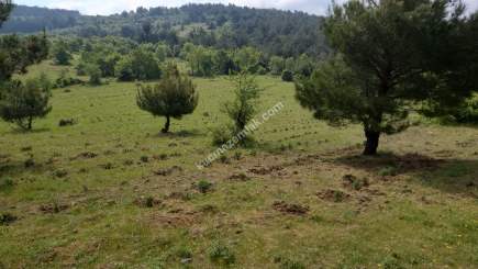 Çanakkale Bayramiç Kaz Dağları Satılık Lavanta Bahçesi 1