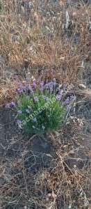 Çanakkale Bayramiç Kaz Dağları Satılık Lavanta Bahçesi 2