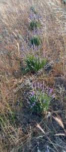 Çanakkale Bayramiç Kaz Dağları Satılık Lavanta Bahçesi 9