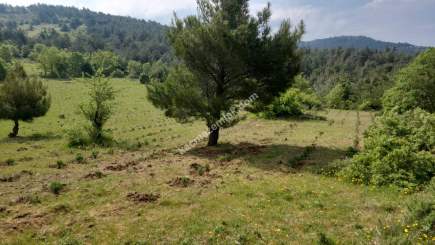 Çanakkale Bayramiç Kaz Dağları Satılık Lavanta Bahçesi 4
