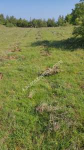 Çanakkale Bayramiç Kaz Dağları Satılık Lavanta Bahçesi 12