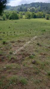 Çanakkale Bayramiç Kaz Dağları Satılık Lavanta Bahçesi 3