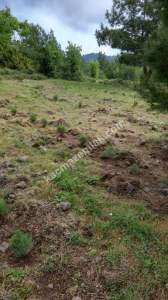 Çanakkale Bayramiç Kaz Dağları Satılık Lavanta Bahçesi 7