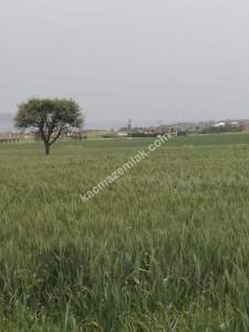 Çanakkale Gelibolu Adilhan Köyünde Satılık Fırsat Tarla 6