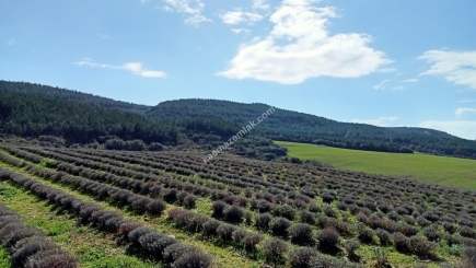 Çanakkale Gelibolu Kavakköyde Satılık Lavanta Tarlası 1