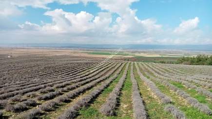 Çanakkale Gelibolu Kavakköyde Satılık Lavanta Tarlası 9